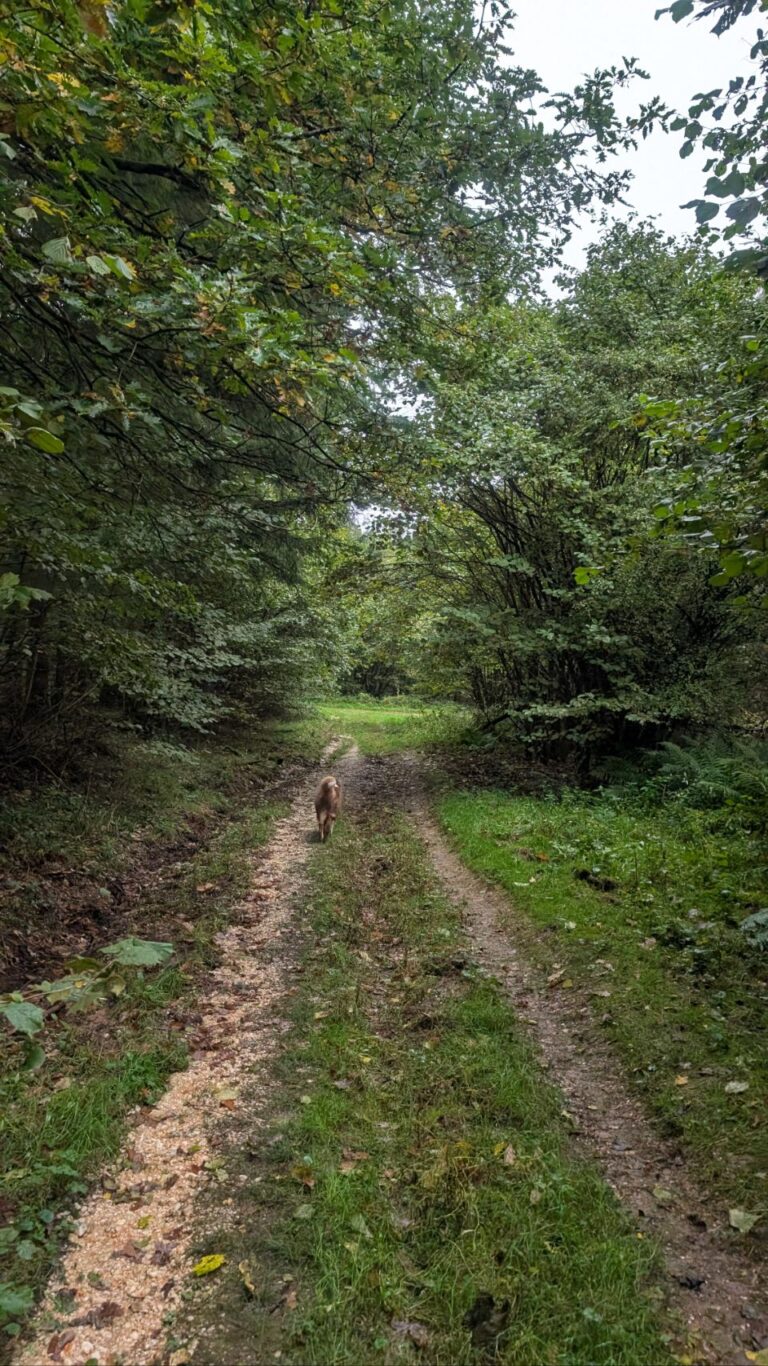 Regen, Regen, Regen…