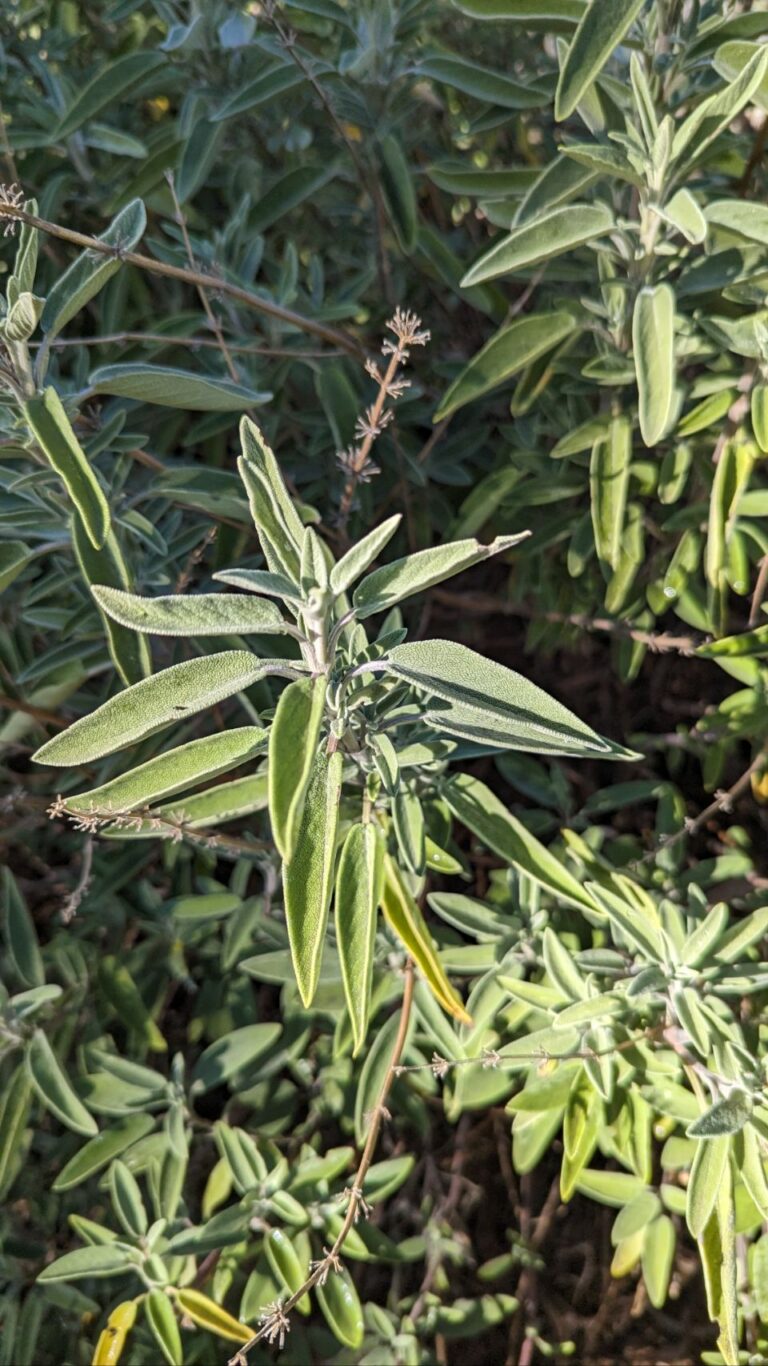 Camping Mons Gibel Belpasso