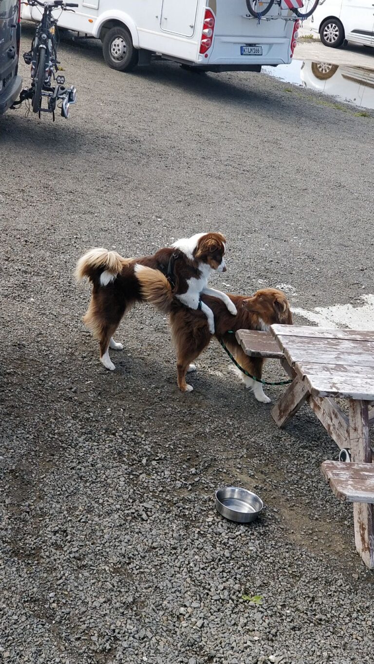 Irgendwo bei Risøyham