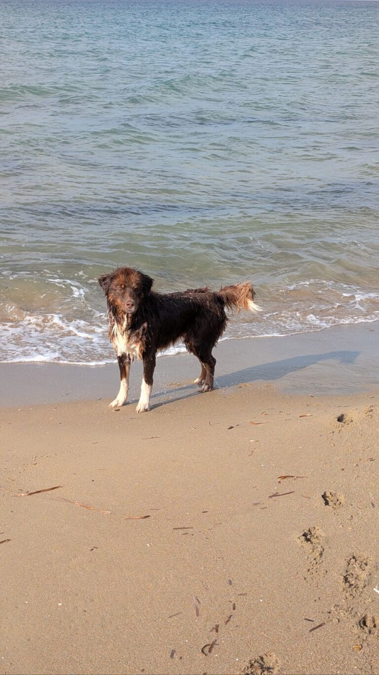 Kounoupelaki Beach Week