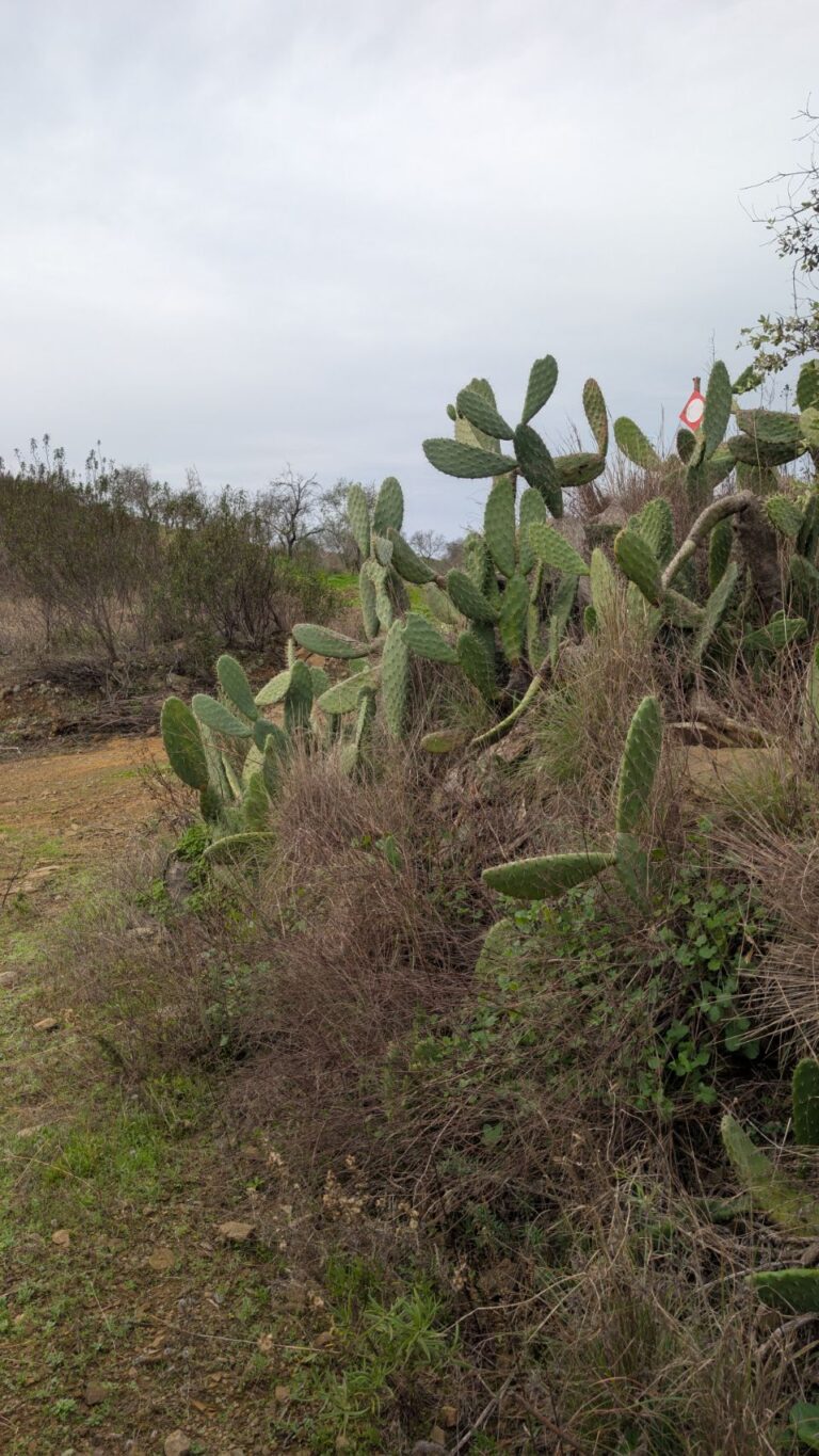 Mina de São Domingos