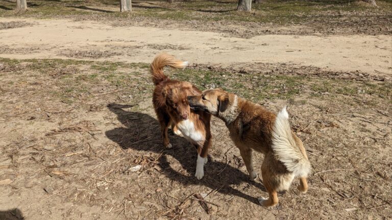 Plaja Cetate – Donaustrand