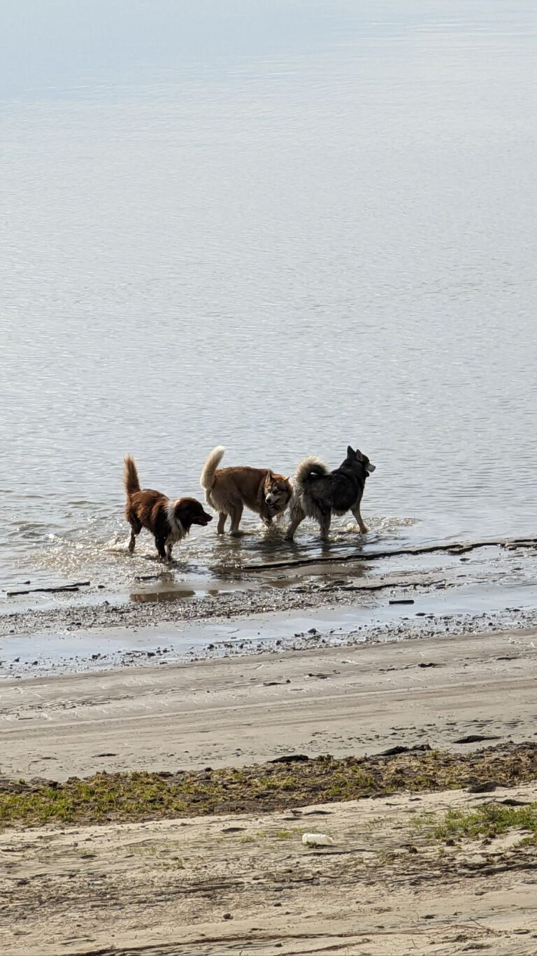 Plaja Cetate – Donaustrand