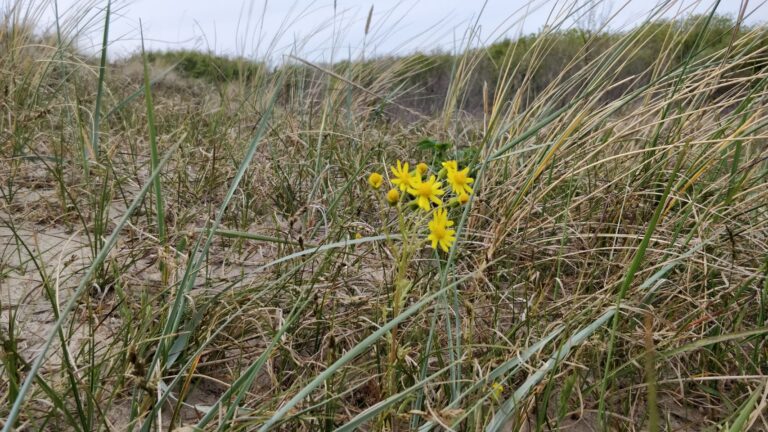 Grenen