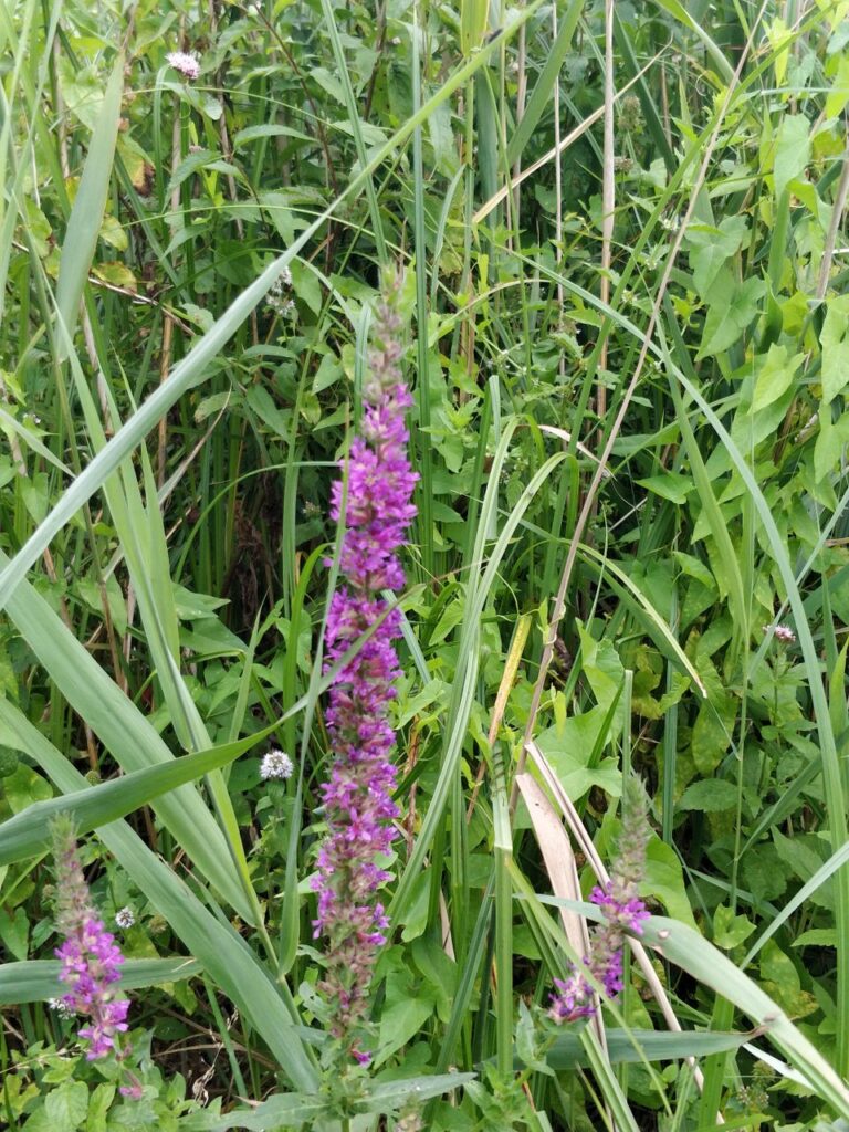 Jezioro Budziszrwskie bei Skoki