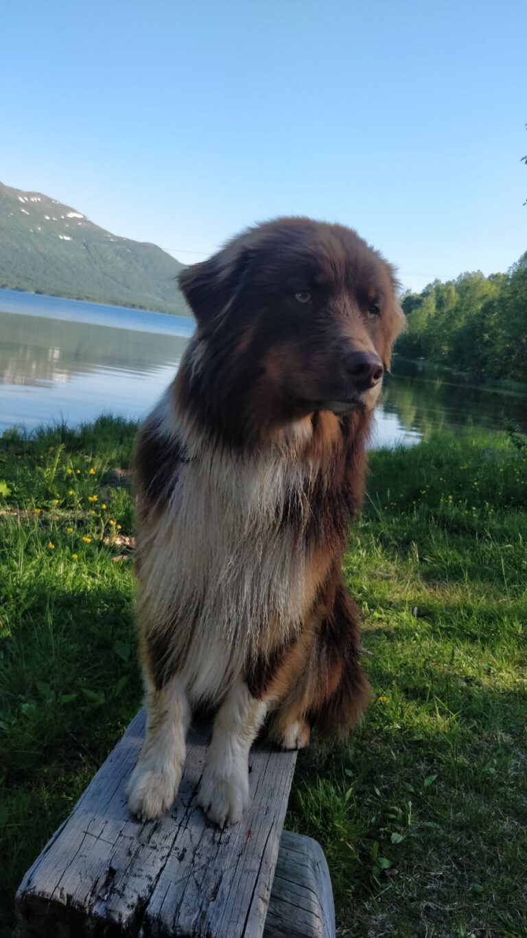 Rossfjordvatnet Chillday